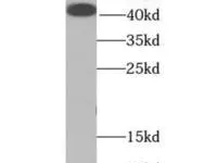 EID2B antibody  DM02652